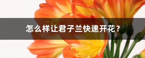 怎么样让君子兰快速开花？