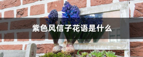 紫色风信子花语是什么