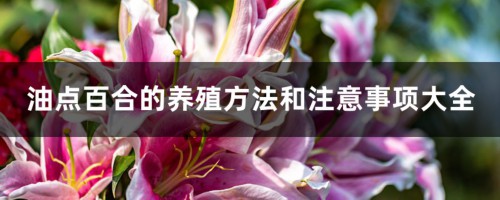 油点百合的养殖方法和注意事项