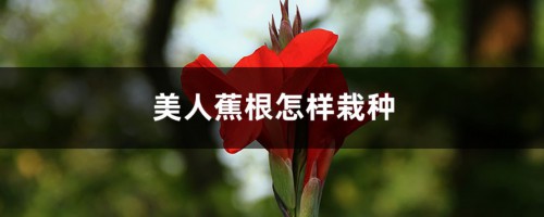 美人蕉怎样栽种