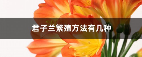 养君子兰，这“3种”繁殖方式要学会，不花钱也能养出20盆！