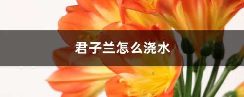 阳台养君子兰怎么浇水