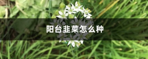 阳台韭菜怎么种