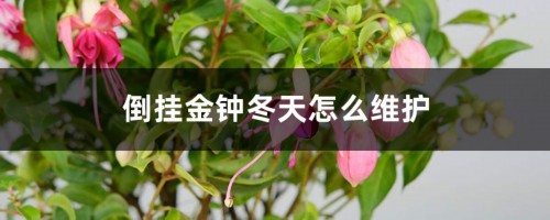 倒挂金钟冬天怎么维护，掉花苞怎么回事