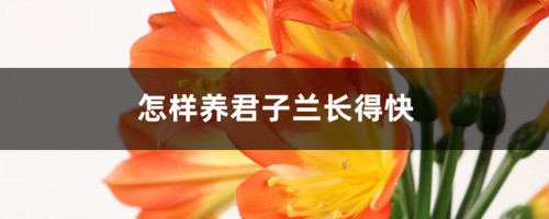 怎样养君子兰长得快