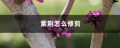 紫荆怎么修剪